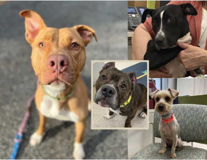 Chino (left), Brick (center), Jules (top right), and Josie are available for adoption at the Bergen County Animal Shelter.