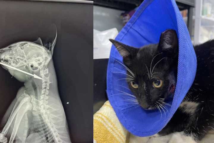 Metal Arrow Pierces Through Cat's Head In Lancaster County Town, Police Say