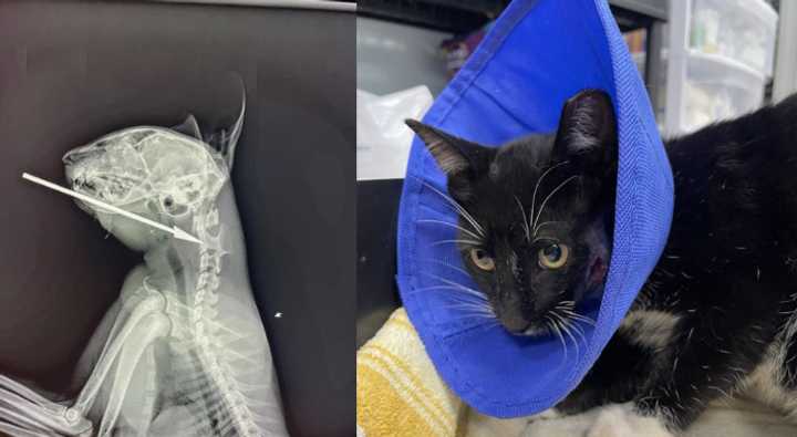 The cat is recovering after being treated by ORCA.