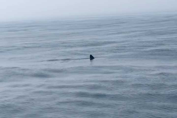 Several Shark Sightings Reported Near Cape May's Coast