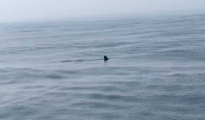 A basking shark was spotted off the Cape May coast on August 1, 2024.