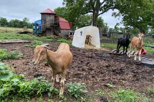 SPCA Rescues 124 Animals, Largest Farm Cruelty Case In Bucks County History