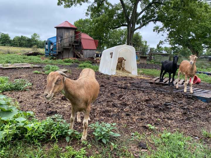 Some of the 58 goats at Narrow Way Farm.
  
