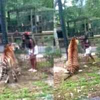 Intruder Breaks Into Tiger Enclosure, Nearly Gets Bitten At Cohanzick Zoo (VIDEO)