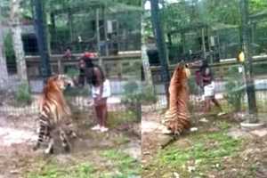 Intruder Breaks Into Tiger Enclosure, Nearly Gets Bitten At Cohanzick Zoo (VIDEO)