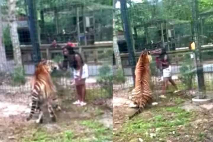 Intruder Breaks Into Tiger Enclosure, Nearly Gets Bitten At South Jersey Zoo (VIDEO)