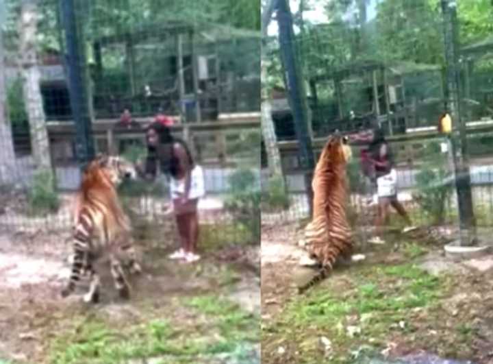 Video shows the woman jumping the fence at the&nbsp;Cohanzick Zoo and interacting with the tiger.