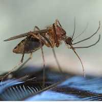 41-Year-Old In Northeast Dies From Serious Mosquito Virus Eastern Equine Encephalitis