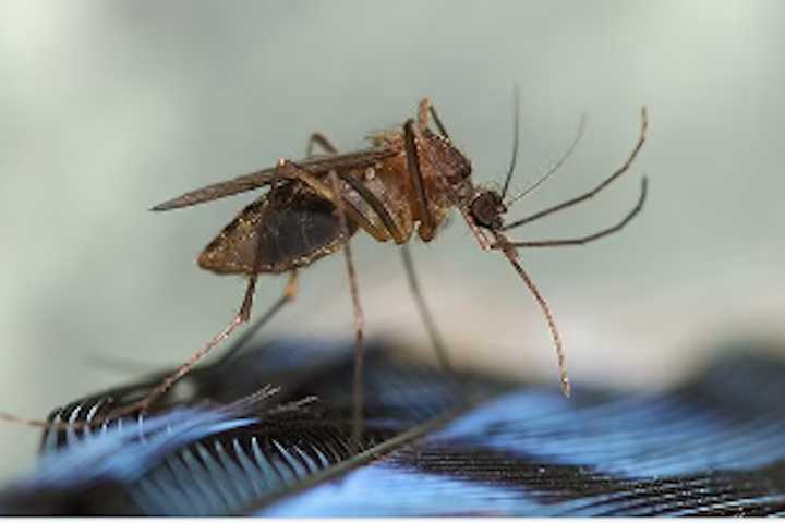 41-Year-Old In New England Dies From Serious Mosquito Virus Eastern Equine Encephalitis