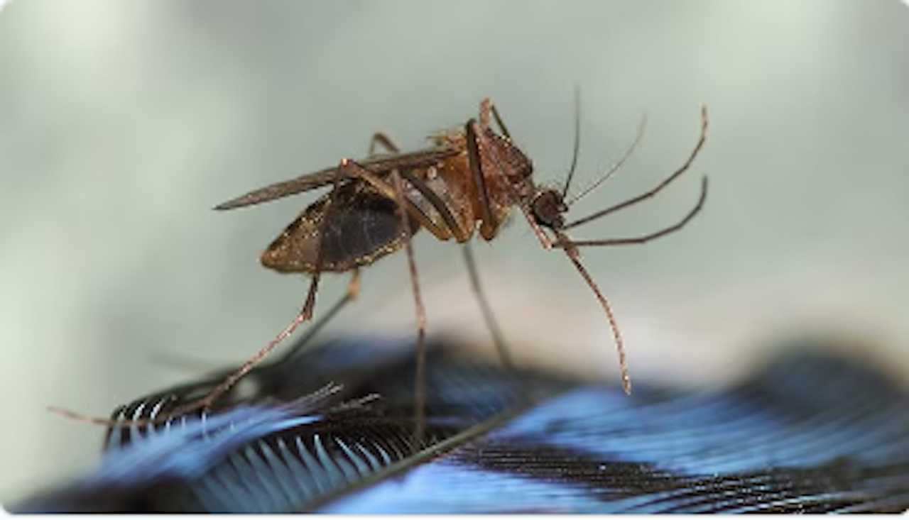 41YearOld In Northeast Dies From Serious Mosquito Virus Eastern