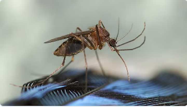 One person has died and two others in the Northeast have been infected this summer with a rare but serious mosquito-borne disease.