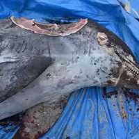 Chunk Of Flesh Ripped From Head Of 350-Pound Dead Dolphin By Shark In NJ, Officials Say