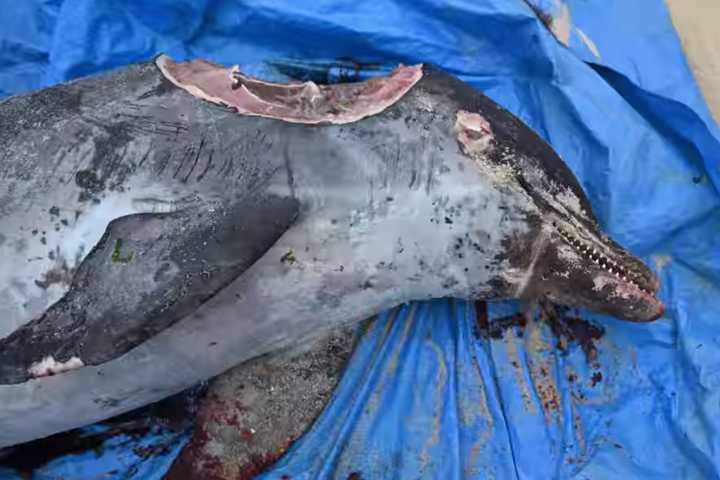 Chunk Of Flesh Ripped From Head Of 350-Pound Dead Dolphin By Shark In Long Branch: Officials