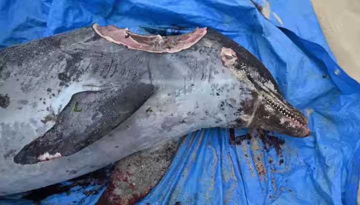 The dolphin was found dead in Long Branch, officials said.