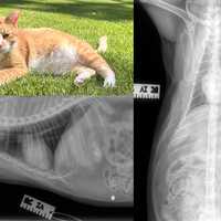 Suspect At Large After Shooting Cat In Region