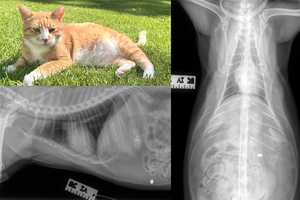 Suspect At Large After Shooting Cat In Region