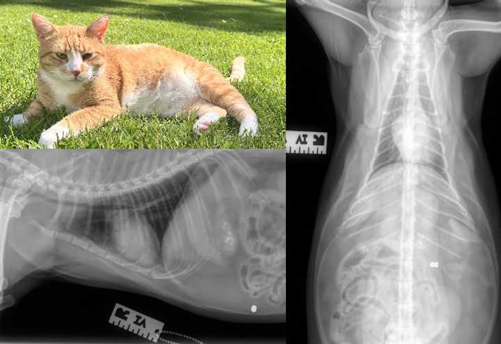 Kiwi was shot with a metal projectile that ended up in his&nbsp;ventral abdominal muscle wall, as seen in the above X-rays.&nbsp;