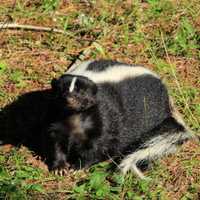 Dog Who Encountered Rabid Skunk Quarantining In South Jersey Town