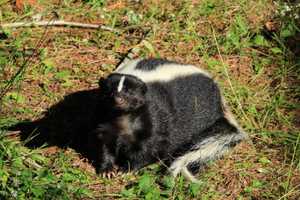 Dog Who Encountered Rabid Skunk Quarantining In Gloucester Township