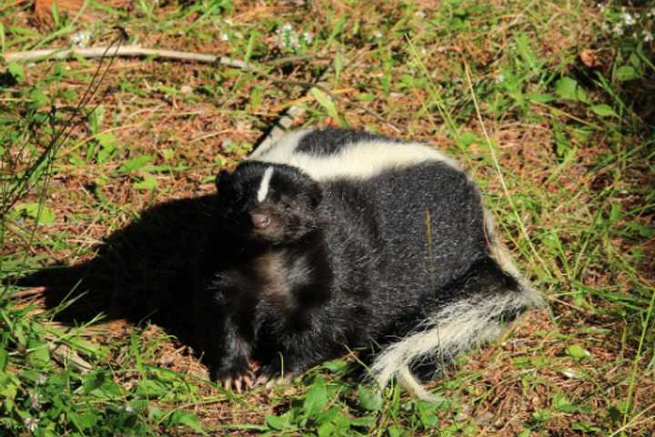 Dog Who Encountered Rabid Skunk Quarantining In Gloucester Township