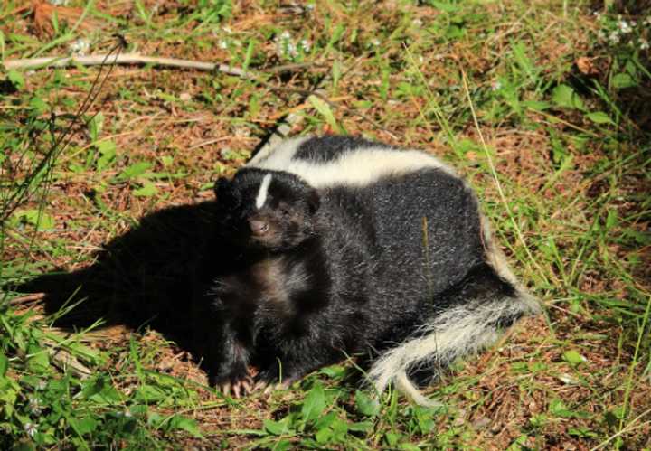 Skunk