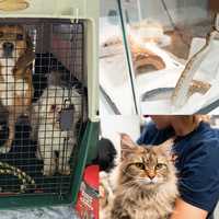 Foster Homes Needed For 30 Animals Seized From Berks County Home