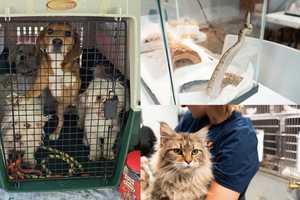 Foster Homes Needed For 30 Animals Seized From Berks County Home