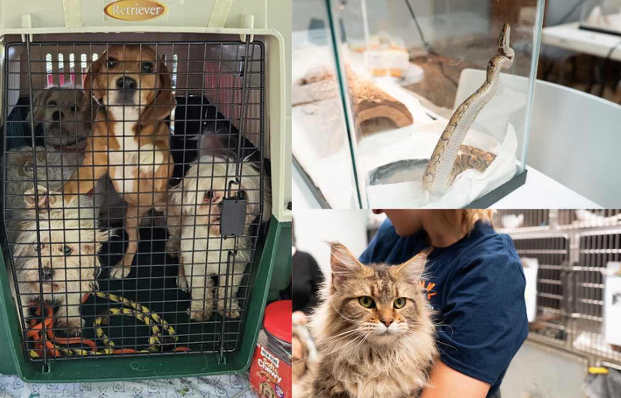 Foster Homes Needed For 30 Animals Seized From Berks County Home