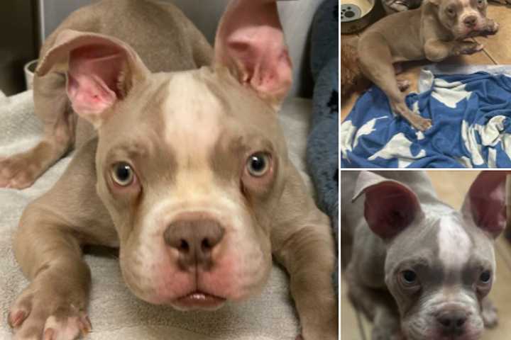 'Perfectly Imperfect:' Pup Surrendered To NJ Rescue Blissfully Unaware Of Abnormalities