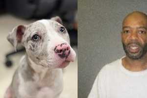 Victim Tried Fighting Off Gunman Before Armed Robbery Of Puppy In Trenton, Police Say