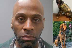 DUI Driver Rams Police K9 Vehicle Containing Two Dogs In Bergen County: Police