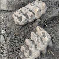 Backyard Fossil Jackpot: Jaw Of Mastodon From Ice Age Unearthed At NY Home