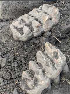 Backyard Fossil Jackpot: Ancient Mastodon Jaw Unearthed In Orange County