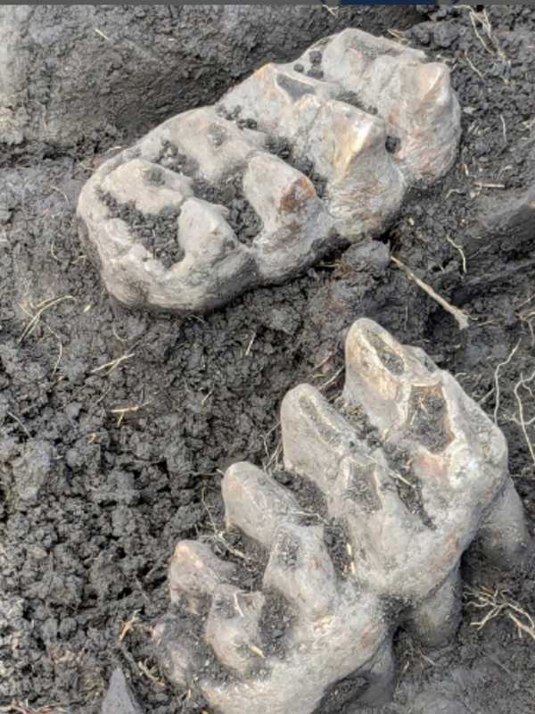 Backyard Fossil Jackpot: Ancient Mastodon Jaw Unearthed In Hudson Valley