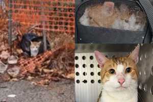 Cats Soaked In Urine Abandoned In Paterson Parking Lot, Rescuers Say