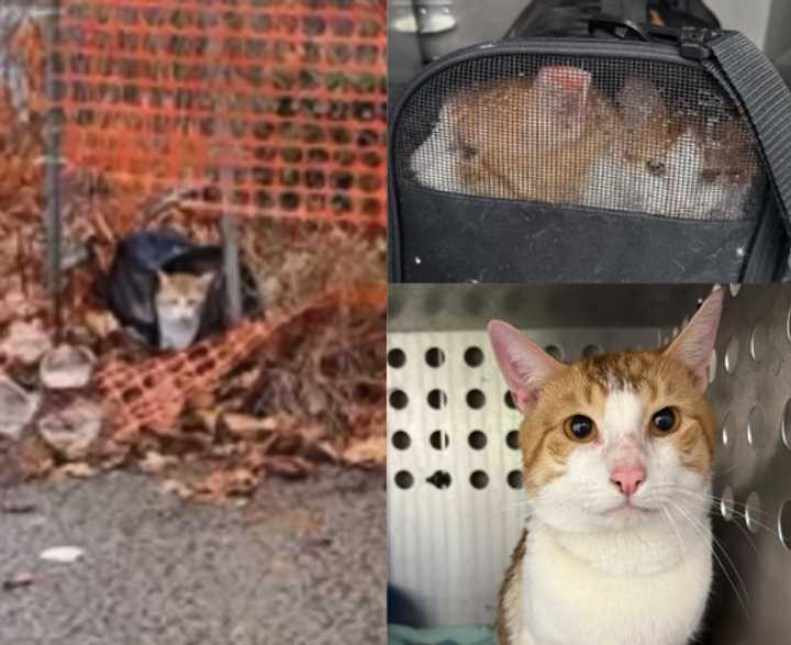 RBARI is collecting donations for two cats dumped in a urine-soaked carrier in Paterson, they said.