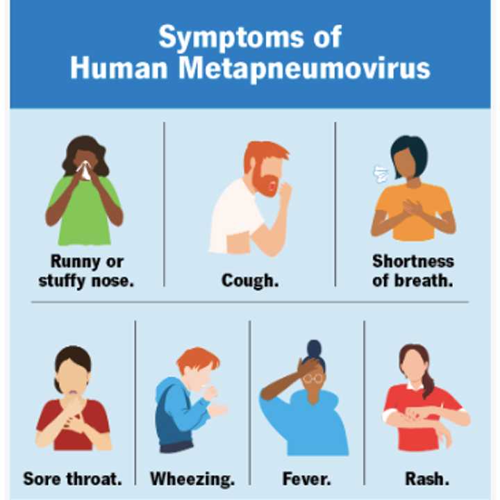 The symptoms of human metapneumovirus are often similar to the common cold.
  
