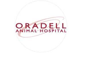 Best Veterinarian In Bergen County In 2024: Oradell Animal Hospital