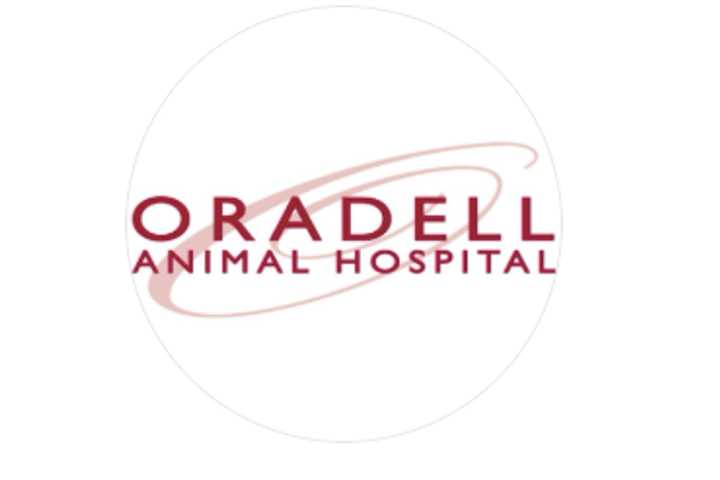 Best Veterinarian In Bergen County In 2024: Oradell Animal Hospital