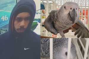 Video Shows Thief Fire Off Text Before Swiping $7K Parrot From Bergen County Bird Store