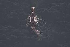 Right Whale, Calf Spotted In New York, New Jersey Shipping Lanes