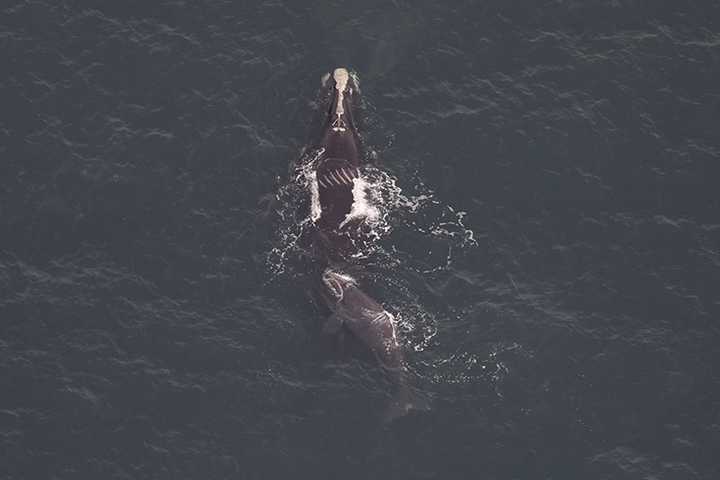 Right Whale, Calf Spotted In New York, New Jersey Shipping Lanes