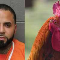 Cockfighting Ring: PA Residents Among 48 Indicted