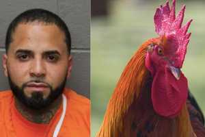 Perth Amboy Residents Among 48 Indicted In Cockfighting Ring