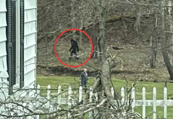 A zoomed-in look at the creature. If it is the mythical ape of legend, the man standing 20 feet in front of him seems uninterested. 