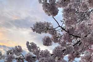 Planning to See DC’s Cherry Blossoms? Here’s the Best Time (And When They’ll Be Gone)