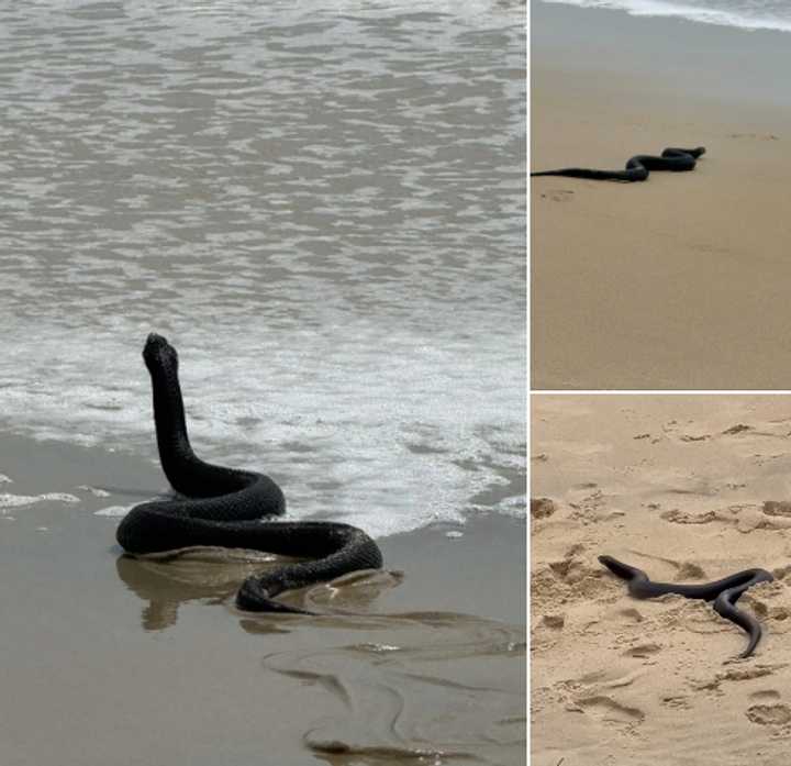 Roxy Flanagan encountered a large black snake at the beach in Maryland.