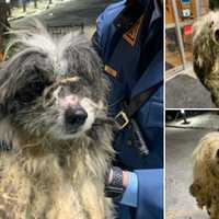 Starved, Abandoned Dogs Abandoned In Upper Freehold — Police Want To Know Who Did It