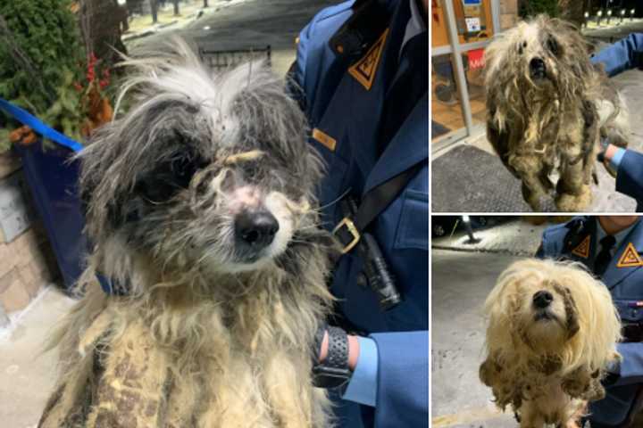 Starved, Abandoned Dogs Abandoned In Upper Freehold — Police Want To Know Who Did It
