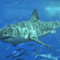 Great White Shark Spotted Off Montauk: Watch Drone Footage